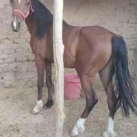 کهر اسب مادیون