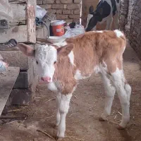 گوساله ماده خوشگل