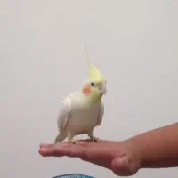 عروس هلندی نر وماده سالم|پرنده|نظرآباد, نظرآباد|دیوار