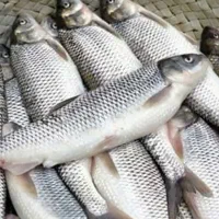 فروش فوری ماهی سفیدتازه صیدشده
