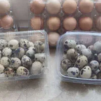 تخم مرغ محلی وبلدرچین