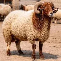 گوسفند افشارکردستان مغان سنگسر زنده شهرداری
