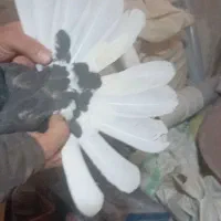 کفتر اصفهانی سیاه دم سفید تخت ماده|پرنده|خمینی‌شهر, |دیوار