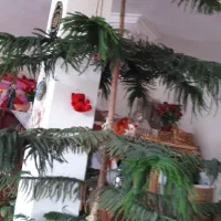 گل مطبخ وبنجامین