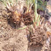 فروش پاجوش خاصیو