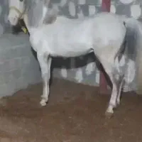 اسب|اسب و تجهیزات اسبسواری|دشتک, |دیوار