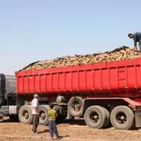 خواستار تریلی جهت بارگیری چغندر به مشهد