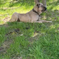 سرابی بی نظیر