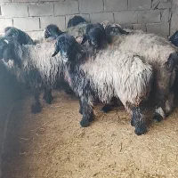 میش داشتی نمونه