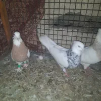 فروش 4عدد طوقی و یک عدد دمبی|پرنده|لامرد, |دیوار