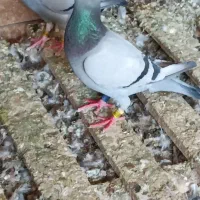 پلاکینر عراقپرینتدار