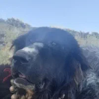 توافقی|سگ|قهدریجان, |دیوار