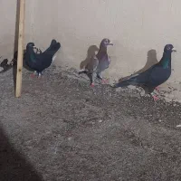 کفتر