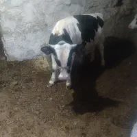 گوساله