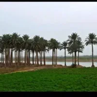 زمین زراعی  ویلا  در جنوب کشور