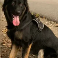 واگذاری سگ ژرمن