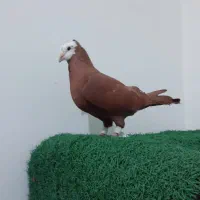 کبوتر|پرنده|دزفول, |دیوار