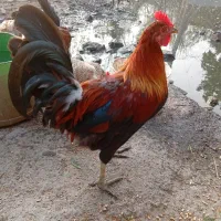 خروس جنگلی اصیل بسیارخوشگل