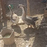 فروش قوغاز