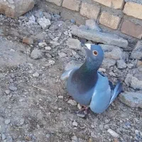 کفتر پرشی