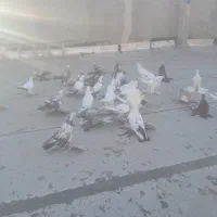 کفتر
