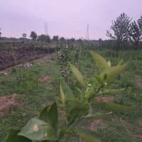 زمین-فروشی