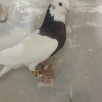 کفتر طوقی|پرنده|زرند, |دیوار