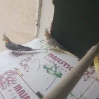 عروس هلندی مرواریدی و سیامون جفت ۲۳۰۰۰۰۰ تو مان