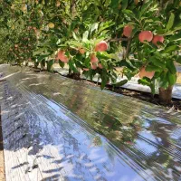 پلاستیک (مالچ)