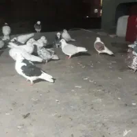 حدود۲۵ کبوترهمه رنگ پرشی رنگی پلاکی