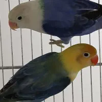 طوطی برزیلی اپلاین مولد روتخم جوجه دستی مرغ عشق|پرنده|کرج, حیدرآباد|دیوار