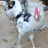 فروش مرغ و خروس و جوجه گلین اصل