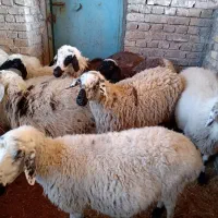 میش آبستن سبک و سنگین|حیوانات مزرعه|اردکان, |دیوار