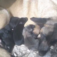 توله های مالینیوز