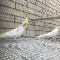 فروش یک جفت عروس مولد