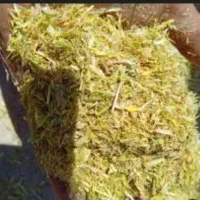 کاه عدسی نژی