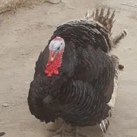 بوقلمون نر انگلیسی