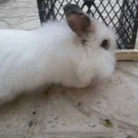 خرگوش فروشی|موش و خرگوش|خلیل آباد, |دیوار