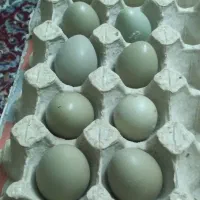 تخم نطفه دار مرغ آمریکای