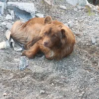 حیوانات خانگی کوچیک