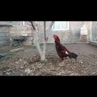 خروس لاری و مرغ