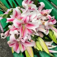 گل لیلیوم ده شاخه پرشکوفه مخصوص هدیه به عزیزانتان