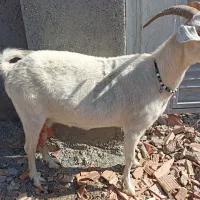 بز سانن شیری|حیوانات مزرعه|سیمین شهر, |دیوار