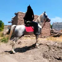 اسب نریان سالم و سرحال|اسب و تجهیزات اسب‌سواری|مشگین شهر, |دیوار