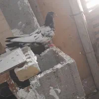 کبوتر|پرنده|شادگان, |دیوار