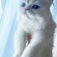 گربه پرشین ماده چشم دریایی|گربه|کازرون, |دیوار