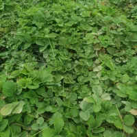 نهال توت فرنگی سابرینا نی 20ت|عمده‌فروشی|دلند, |دیوار