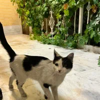 گربه|گربه|کاشان, معلم|دیوار