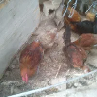 خروس و جوجه محلی