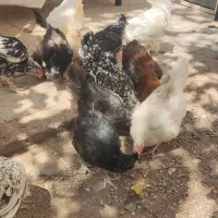 مرغ و خروس گلین و سلطان
